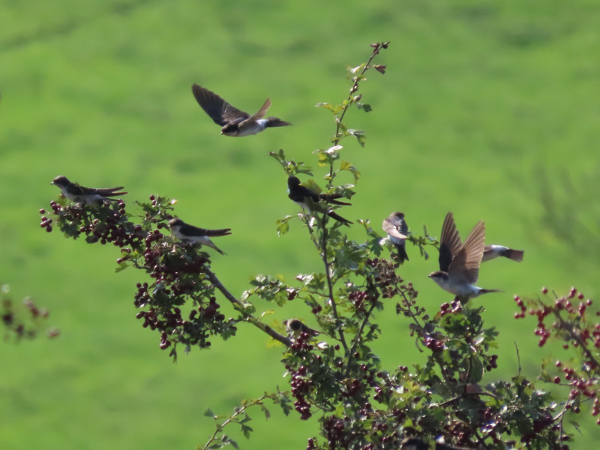 Western House-Martin - David Campbell