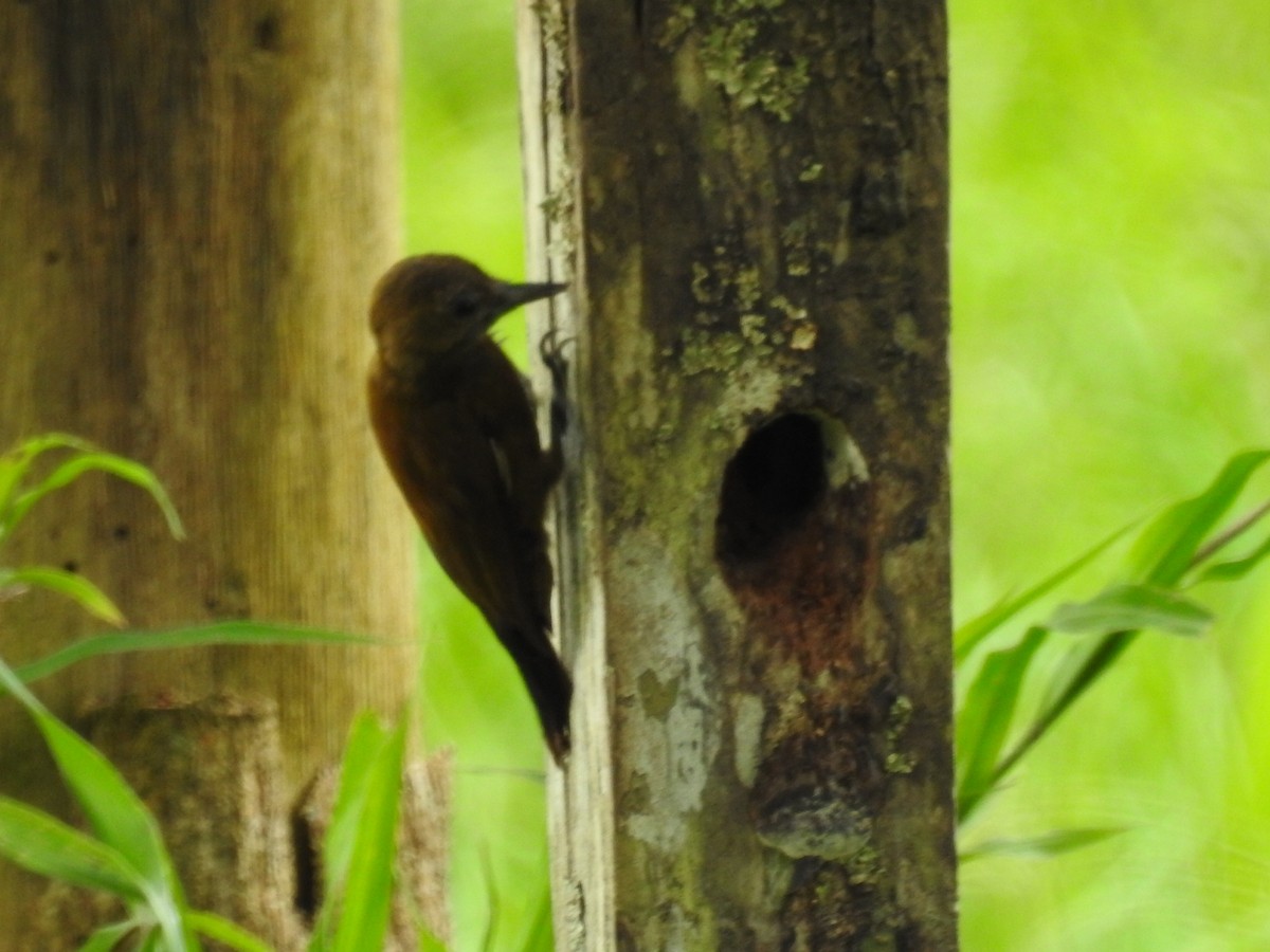 Smoky-brown Woodpecker - ML262746191