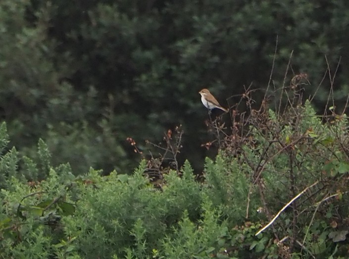 Red-backed Shrike - ML262746401