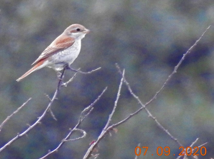 Alcaudón Dorsirrojo - ML262746411