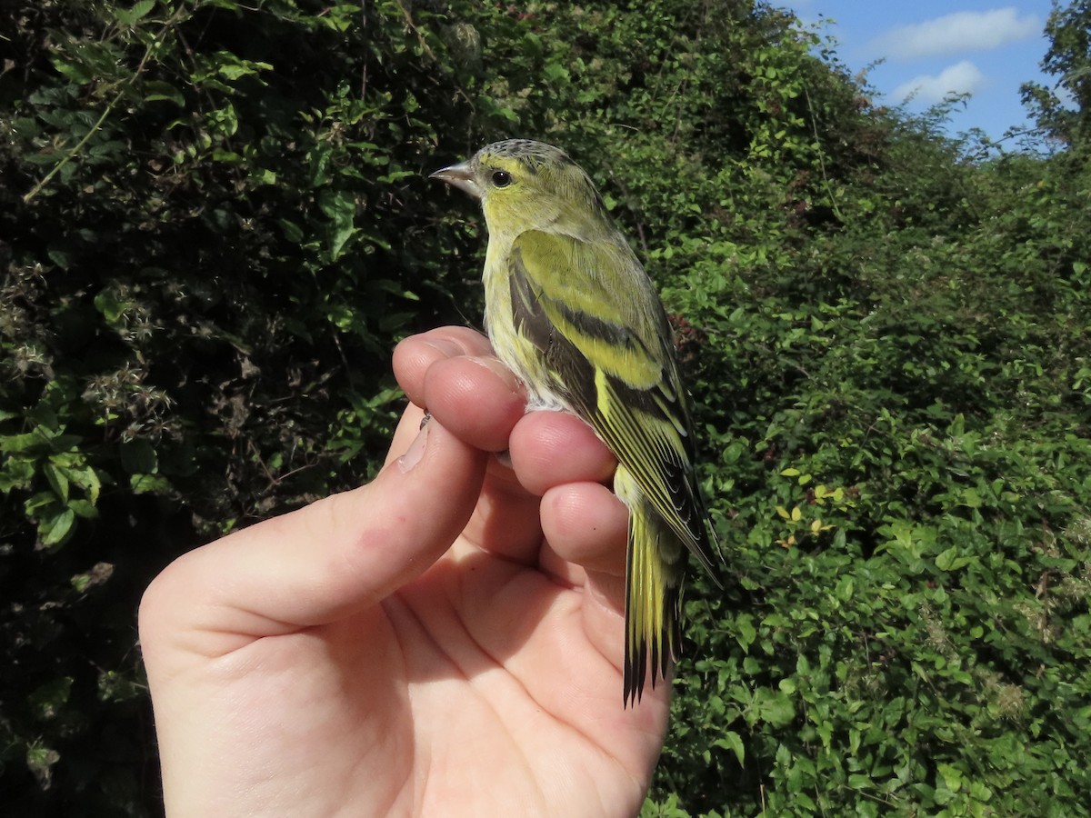 Eurasian Siskin - David Campbell