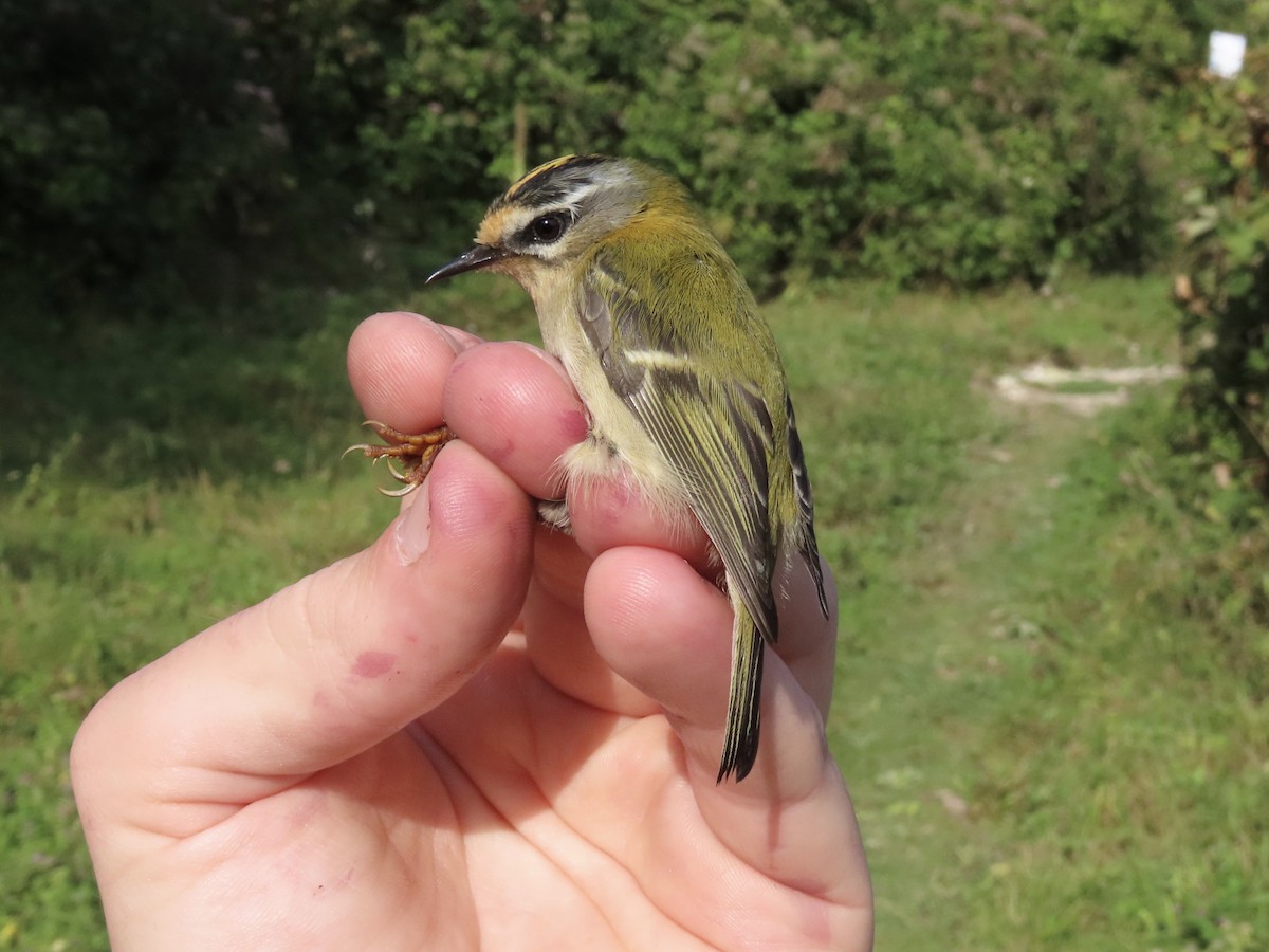 Common Firecrest - David Campbell