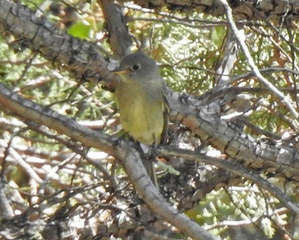 Western Flycatcher (Cordilleran) - ML262746931