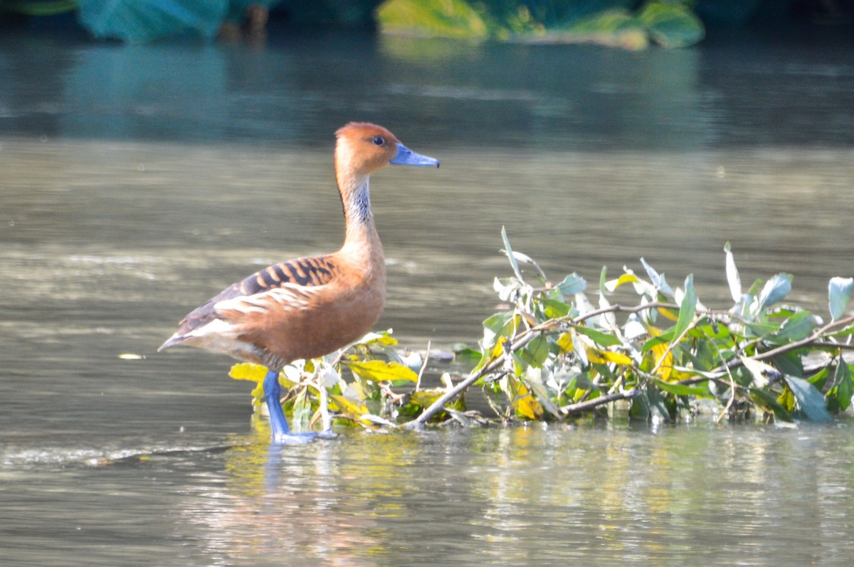 Fulvous Whistling-Duck - ML262747401