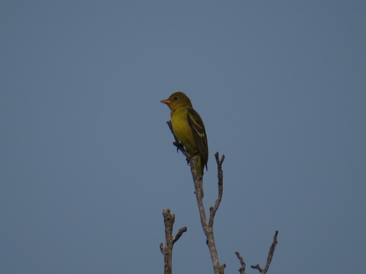 Western Tanager - ML262747491