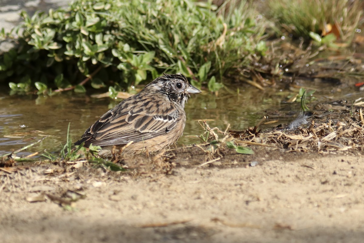 Rock Bunting - ML262747641