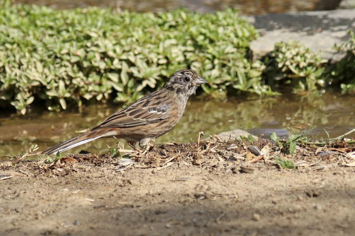 Rock Bunting - ML262747651