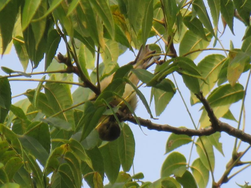 American Goldfinch - ML262747761