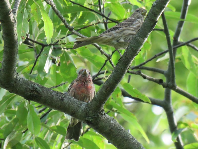 House Finch - ML262748051