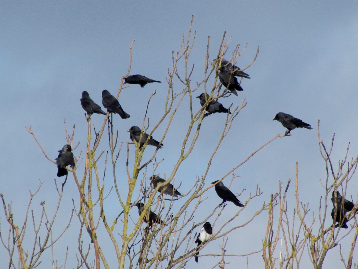 Eurasian Jackdaw - Bruce Kerr