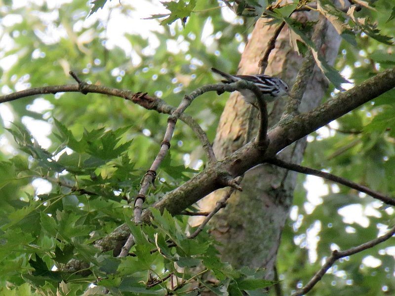 Black-and-white Warbler - ML262748751