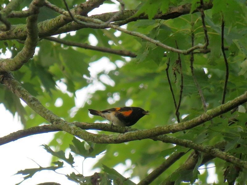 American Redstart - ML262748971