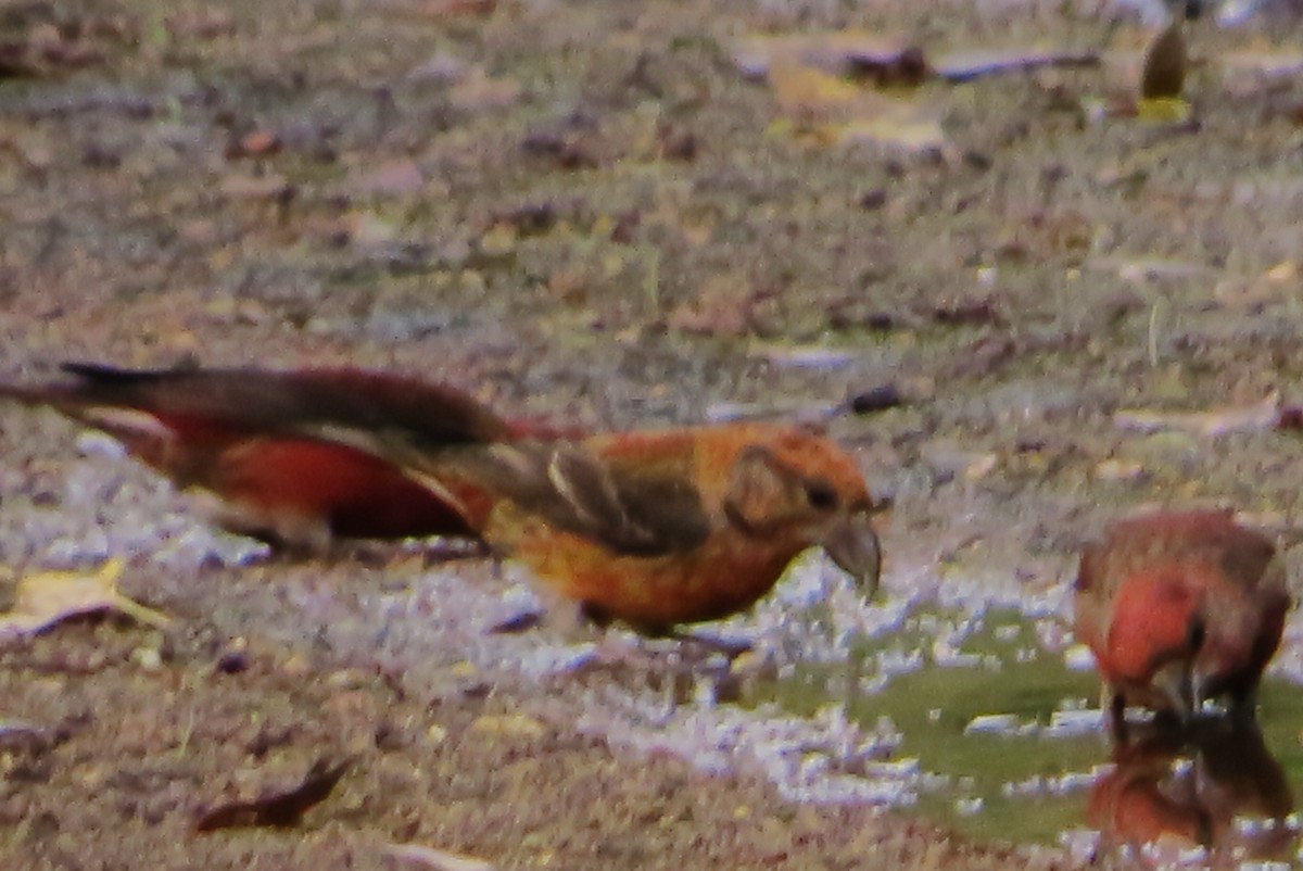 Red Crossbill - Jim Krakowski