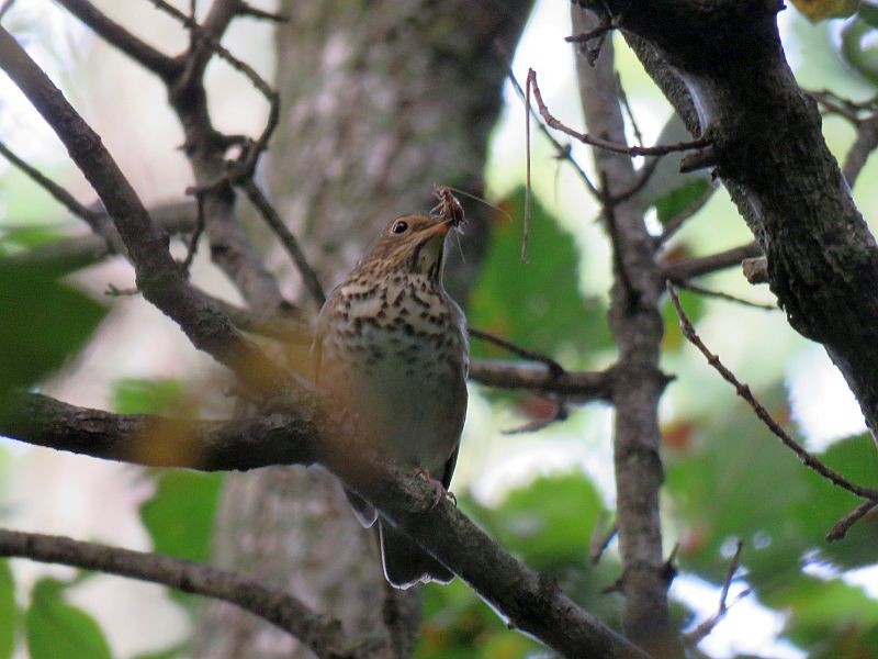 Swainson's Thrush - ML262749351