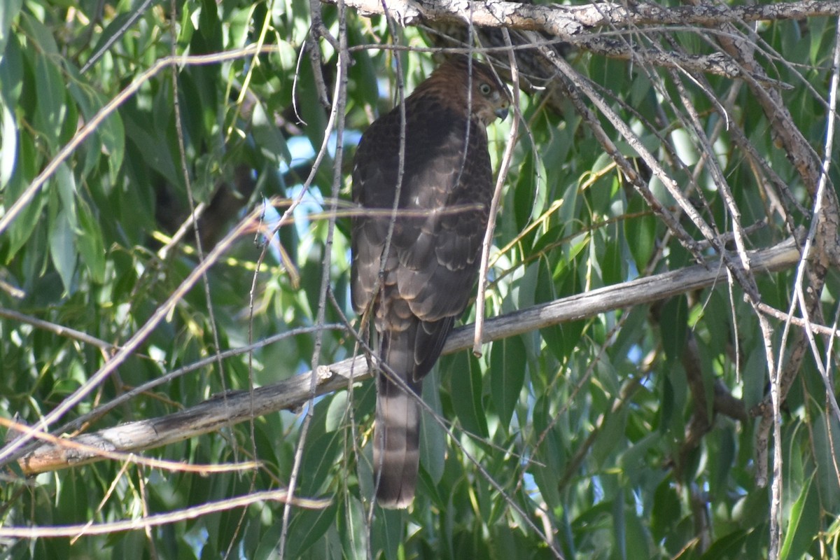 Cooper's Hawk - ML262749561