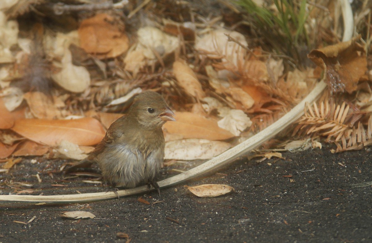 Lazuli Bunting - Bill Hubick