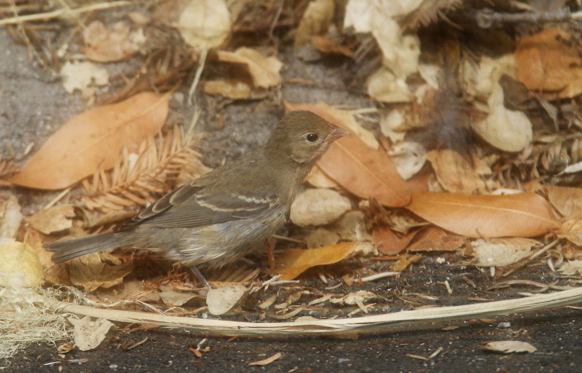 Lazuli Bunting - Bill Hubick