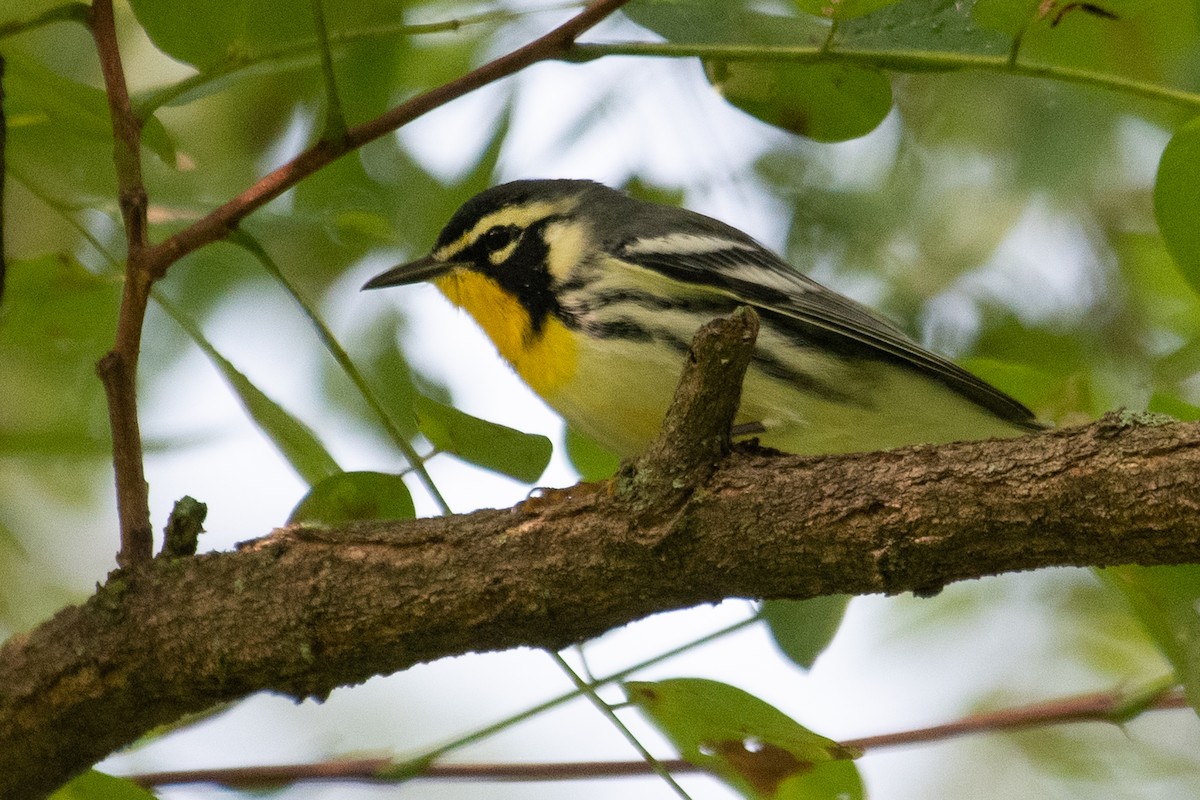 Yellow-throated Warbler - ML262751771