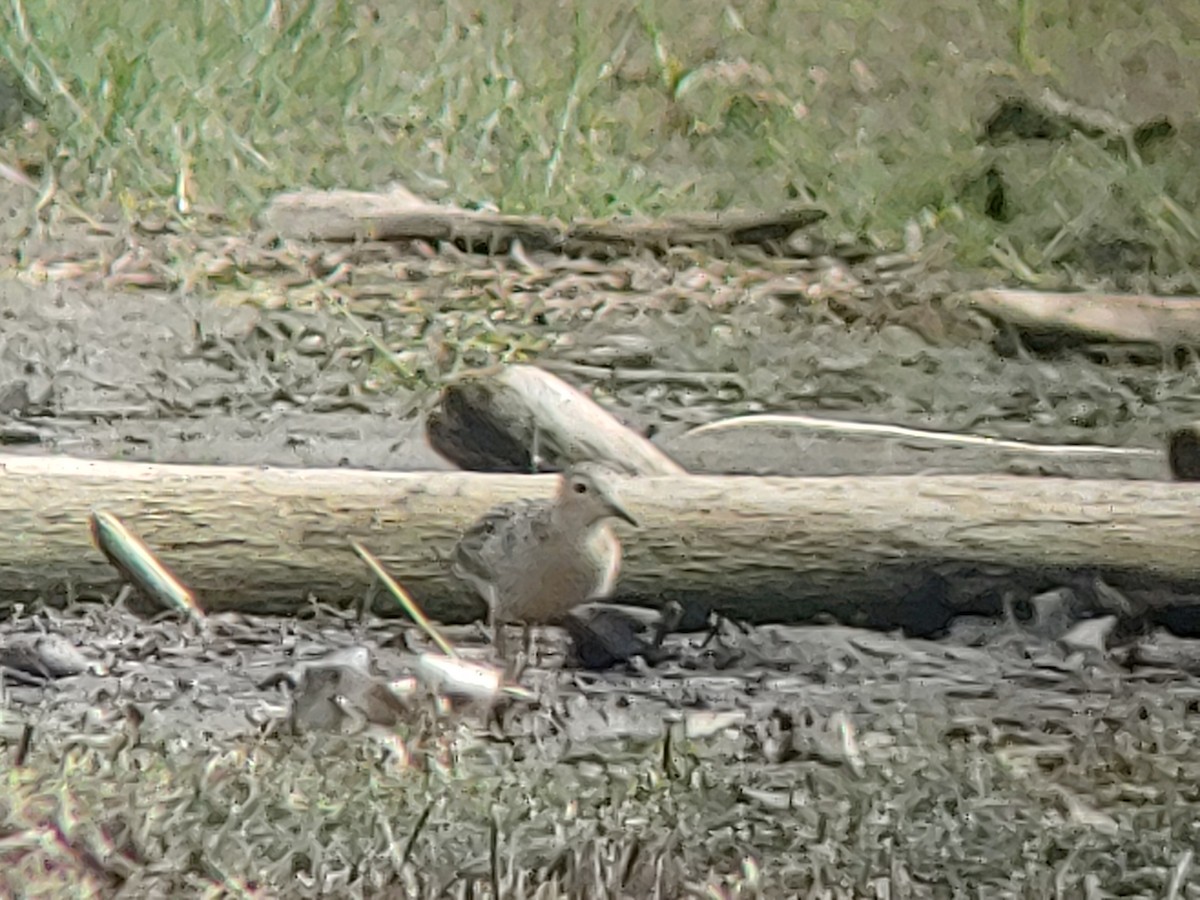 Buff-breasted Sandpiper - ML262752631