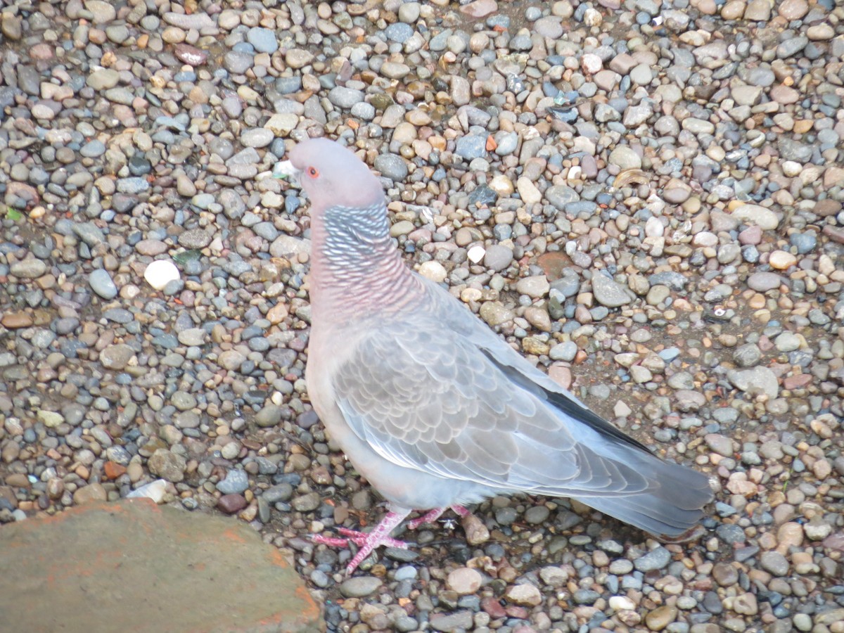 Picazuro Pigeon - ML262754241
