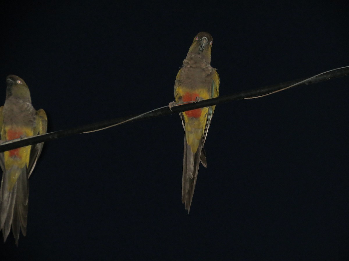 Conure de Patagonie - ML262754251