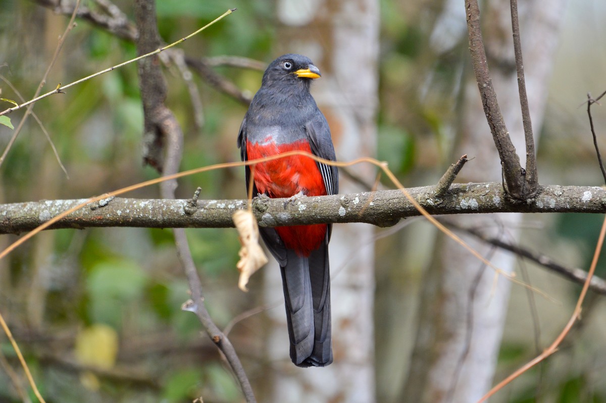 trogon ekvádorský - ML262755191