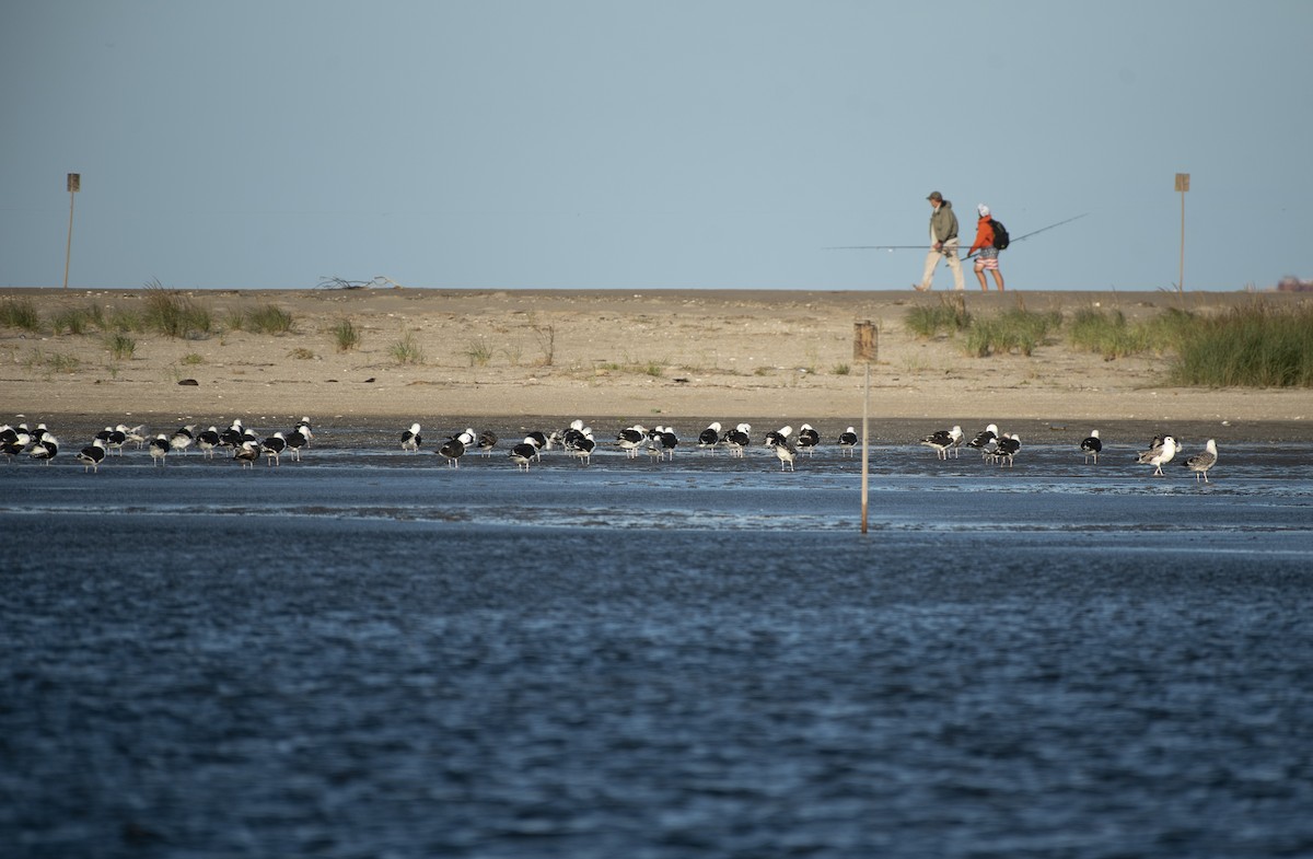 Great Black-backed Gull - Neil DeMaster