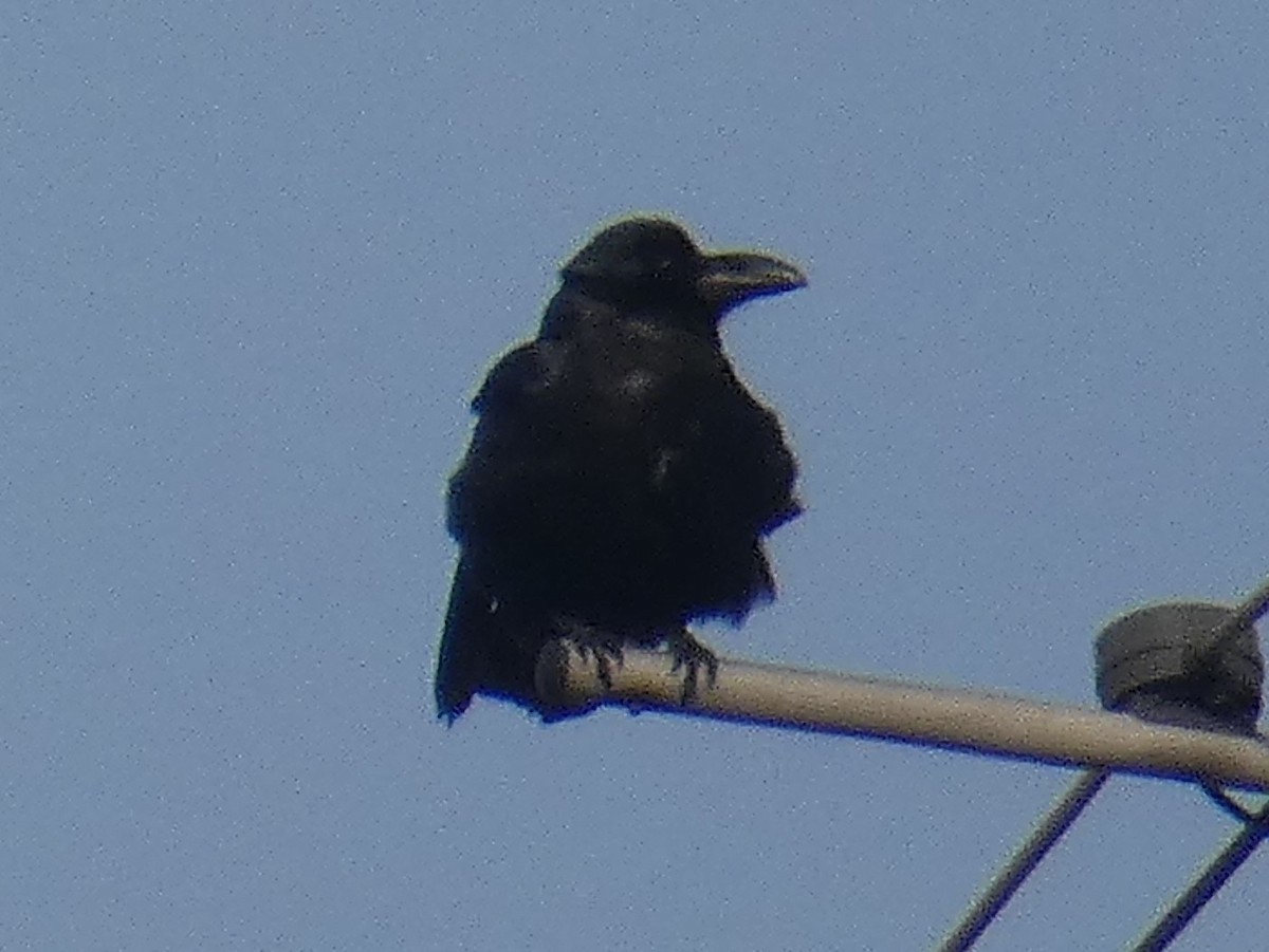 Large-billed Crow - ML262757751