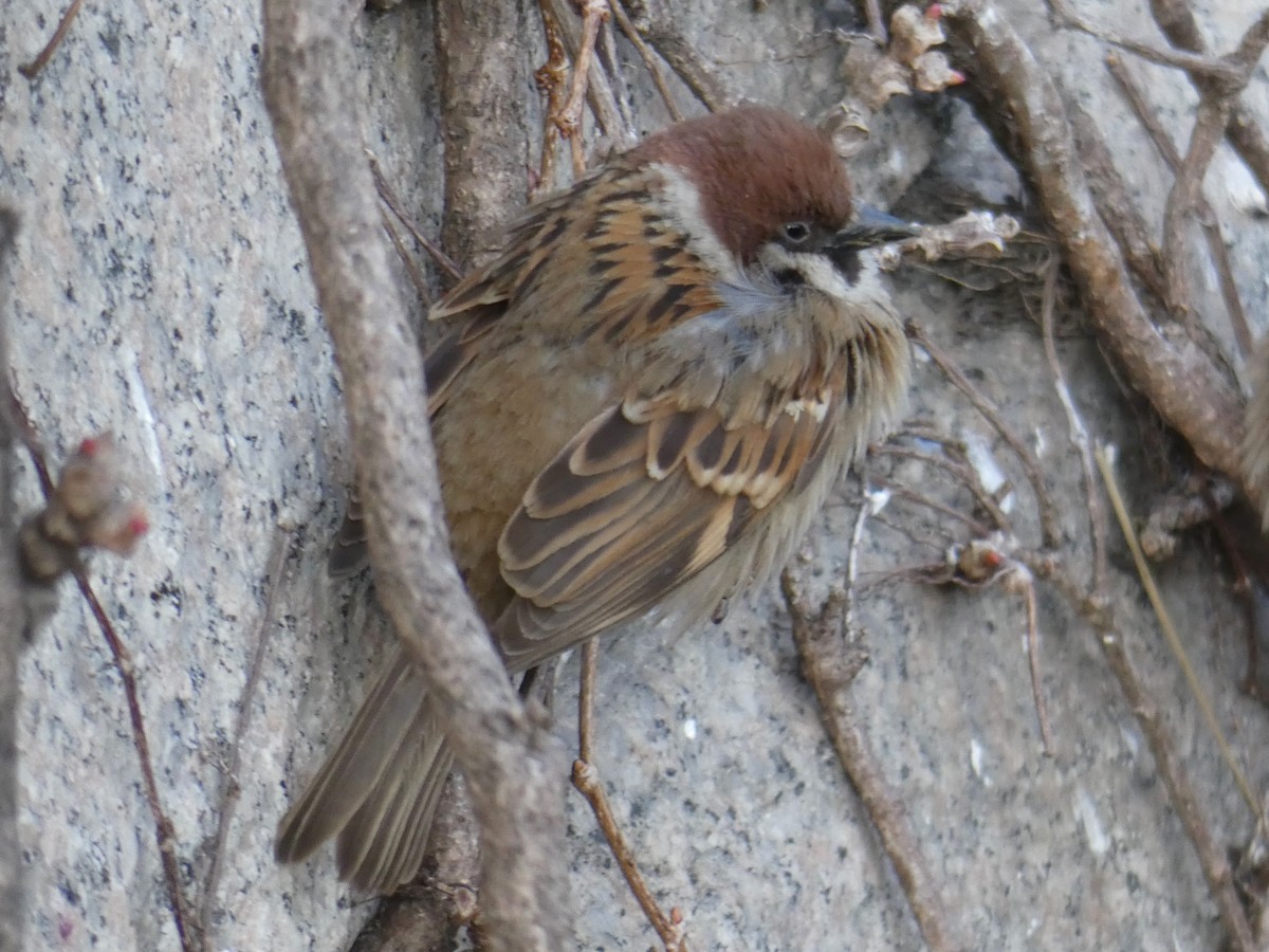 Eurasian Tree Sparrow - ML262757991