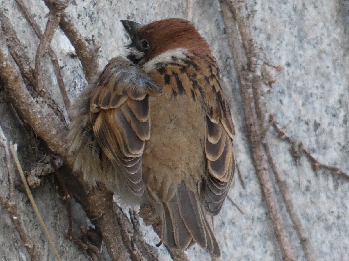 Eurasian Tree Sparrow - ML262758001