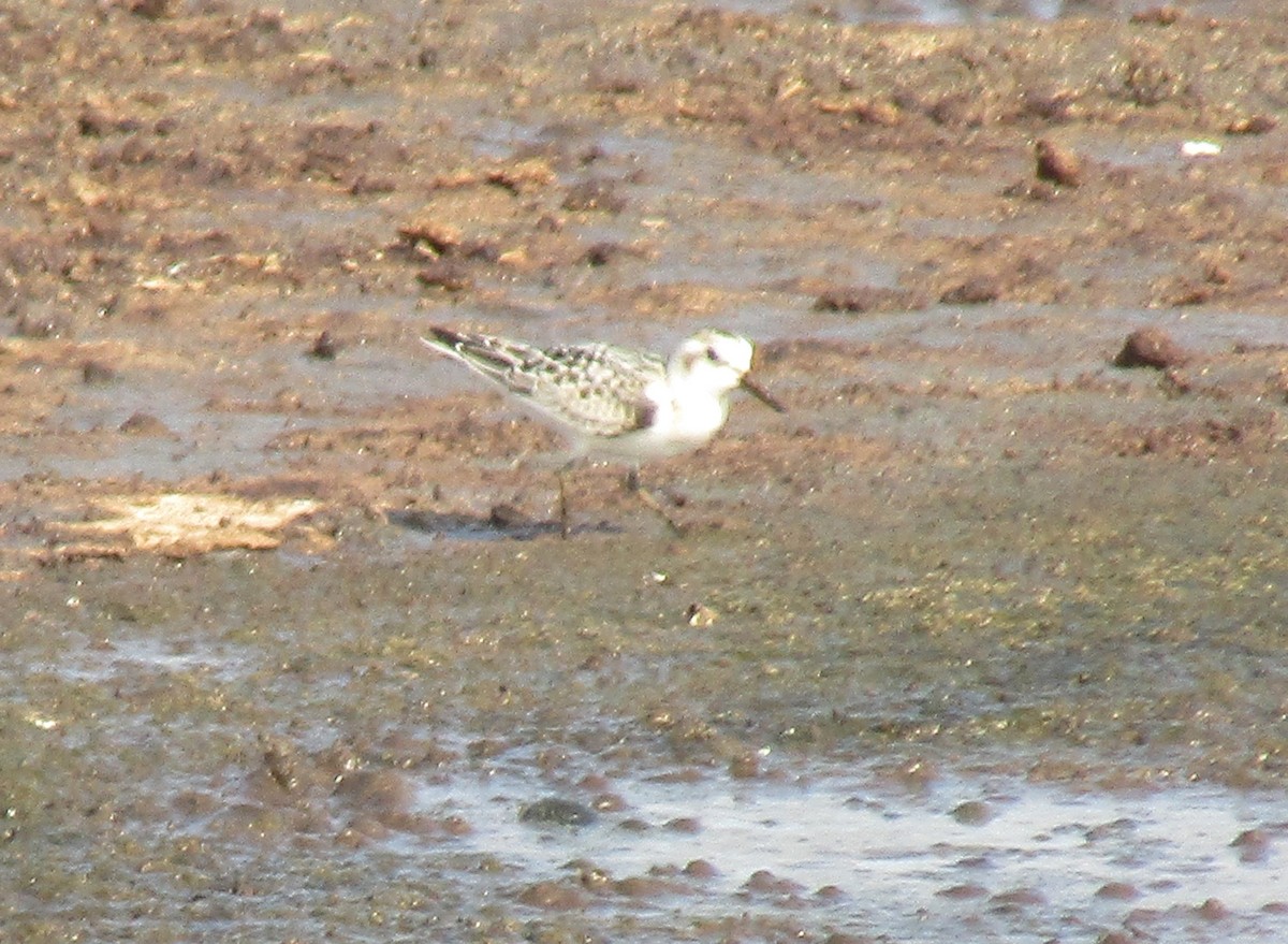 Bécasseau sanderling - ML262758471