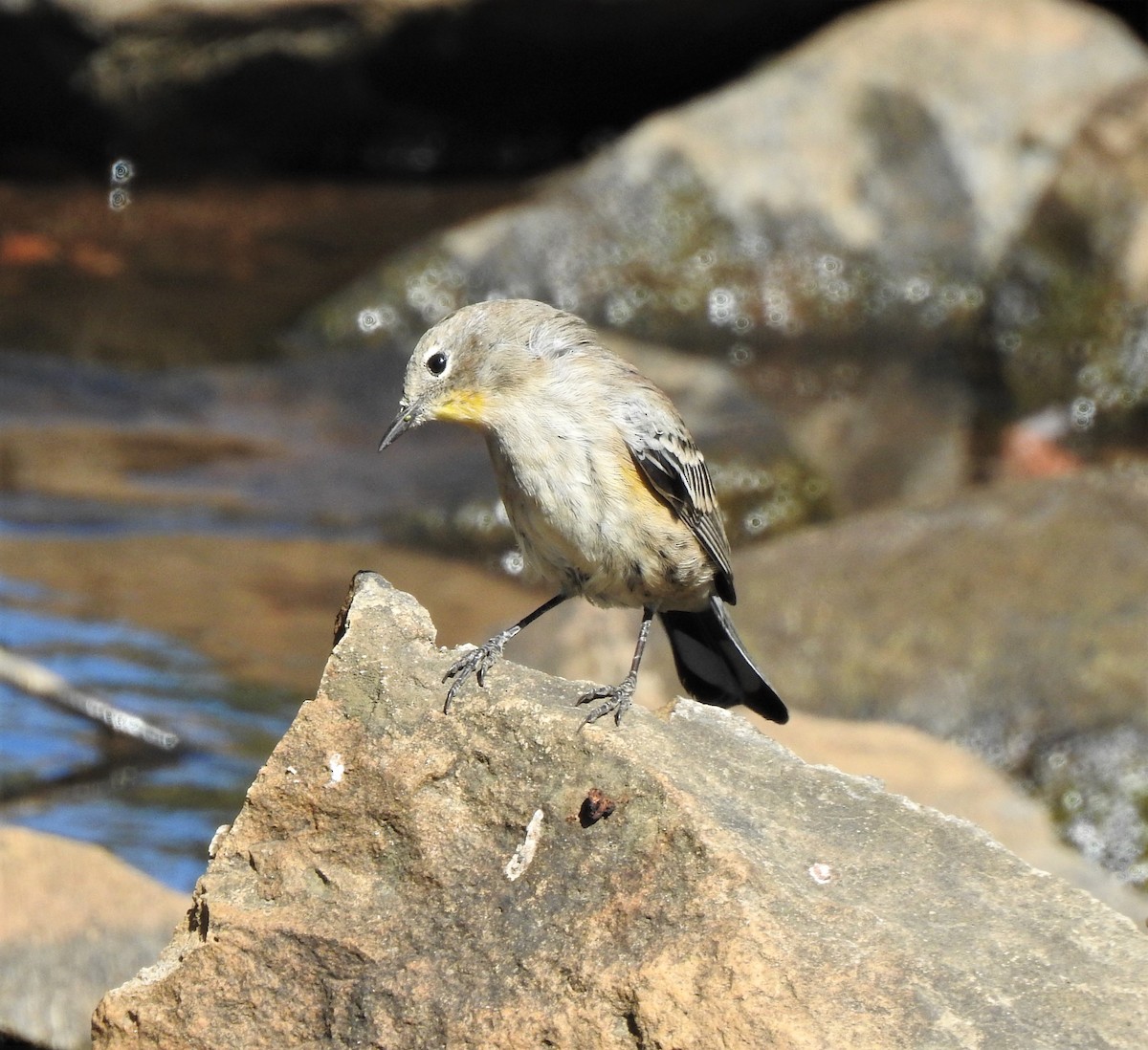Yellow-rumped Warbler - ML262760131