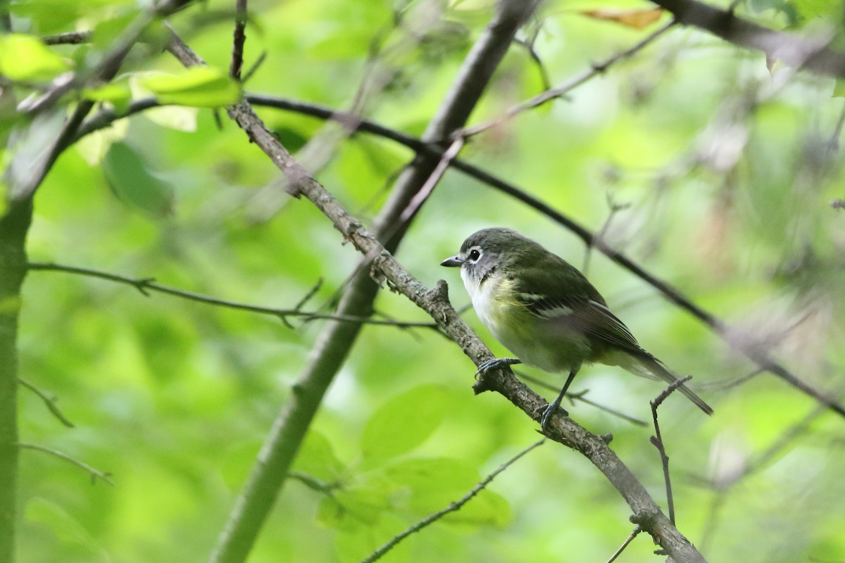 Blue-headed Vireo - Gang Wu