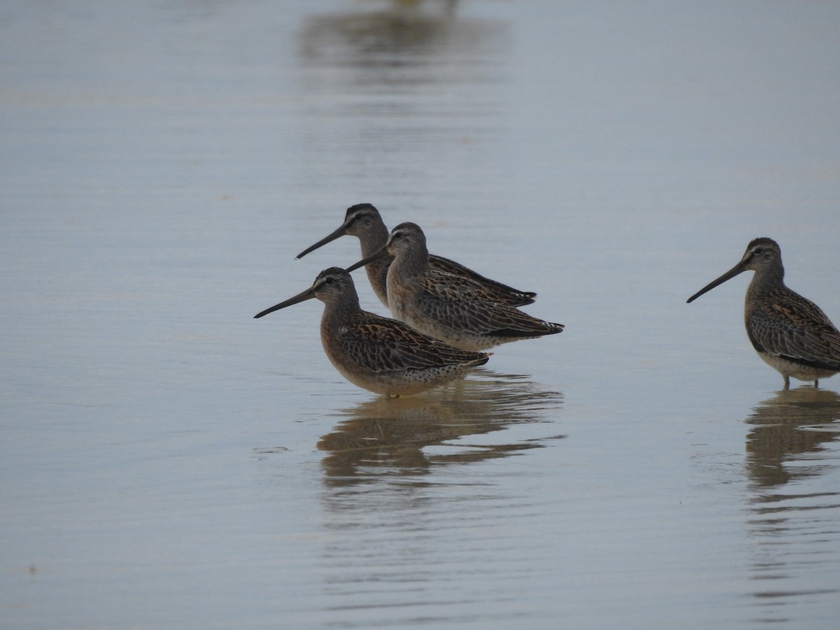 Short-billed Dowitcher - ML262764461