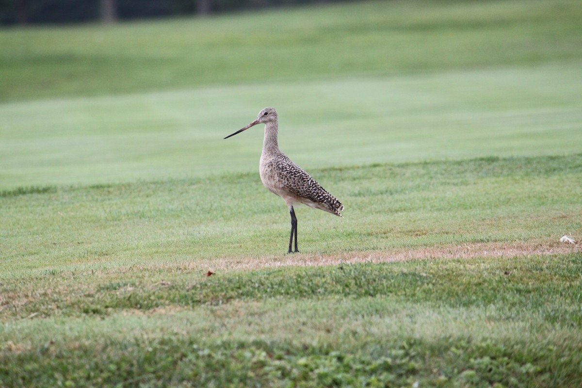 Marbled Godwit - John Loch