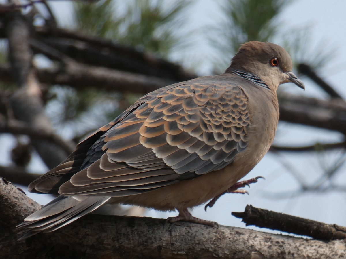 Oriental Turtle-Dove - James Court