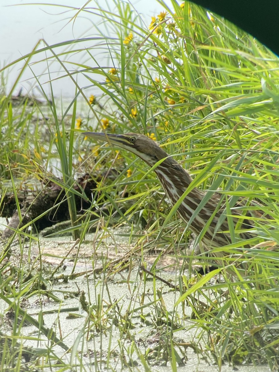 American Bittern - Joe Cesolini