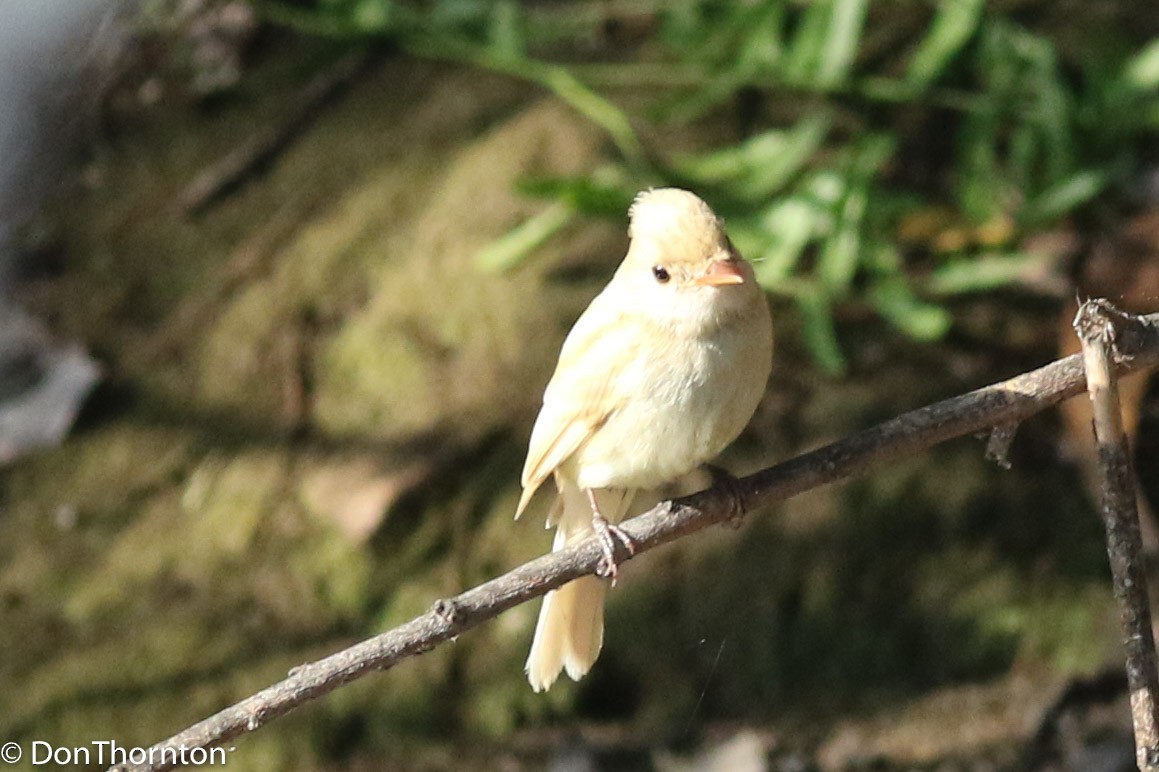 Willow Flycatcher - margeNdon thornton