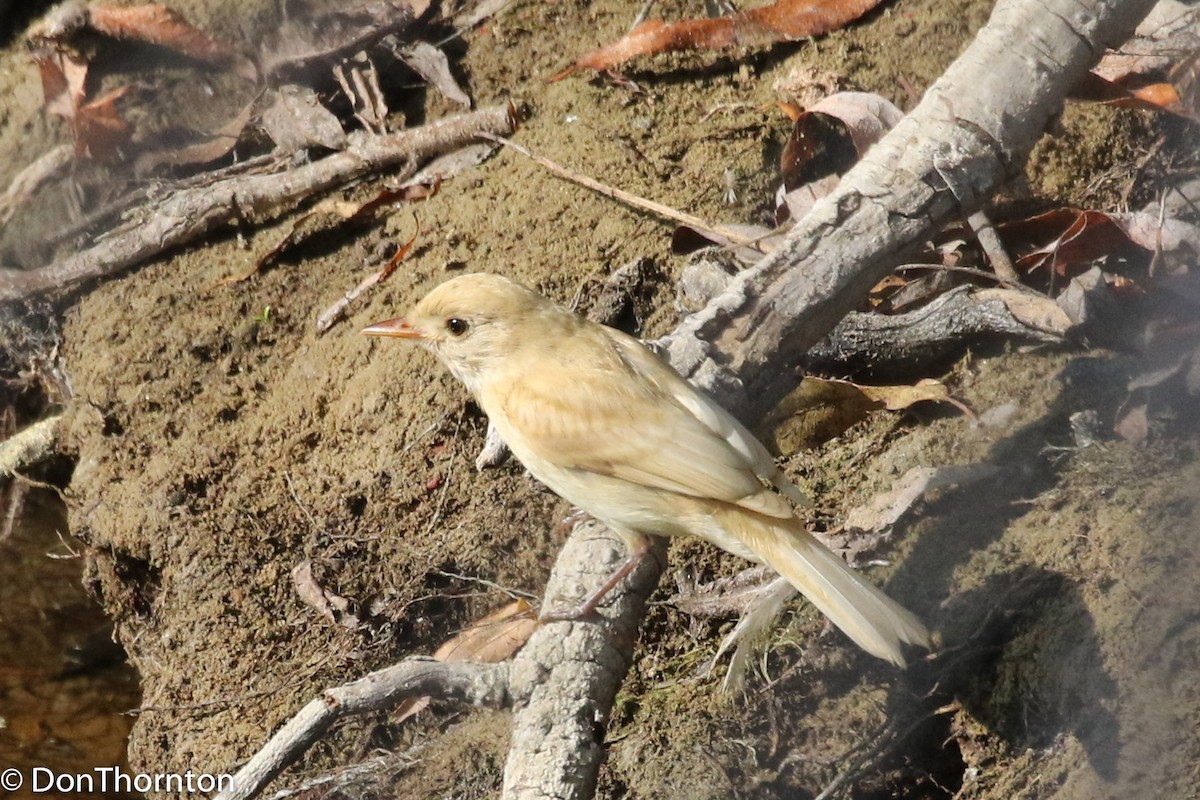 Willow Flycatcher - ML262769411