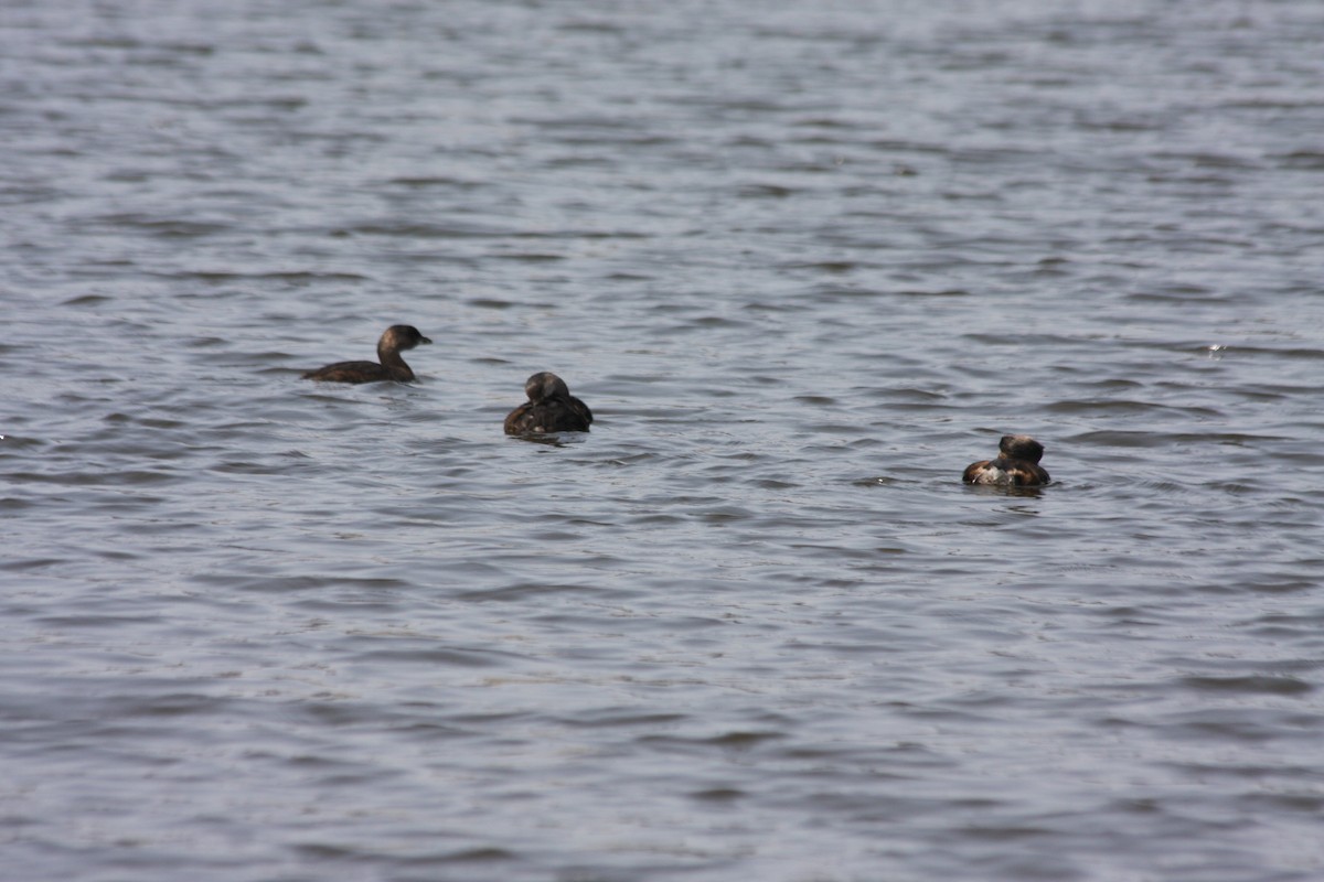 Pied-billed Grebe - Michael Long