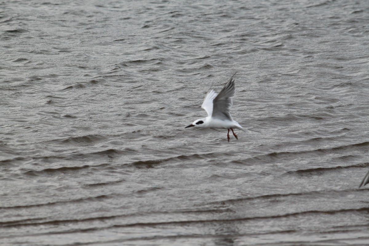 Forster's Tern - ML26277231