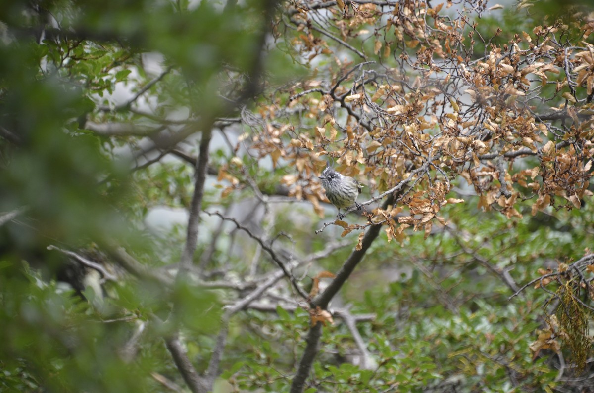 Tufted Tit-Tyrant - José Ignacio Catalán Ruiz