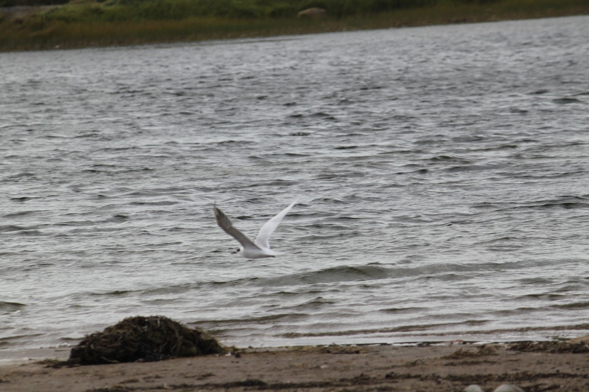 Forster's Tern - ML26277271