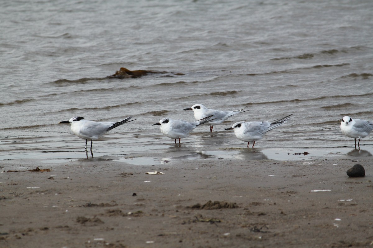 Sandwich Tern - John Loch