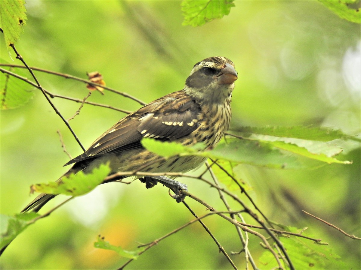 Rose-breasted Grosbeak - ML262775261