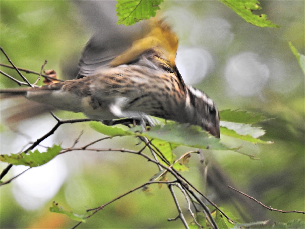 Rose-breasted Grosbeak - ML262775271