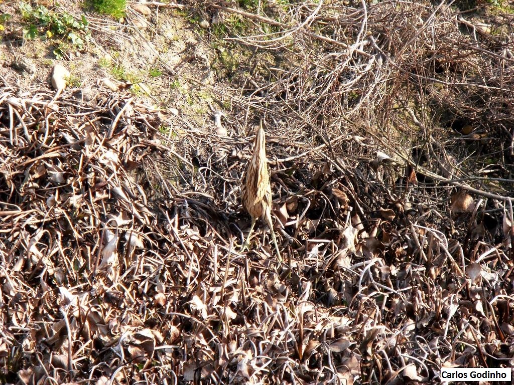 Eurasian Bittern - Carlos Godinho