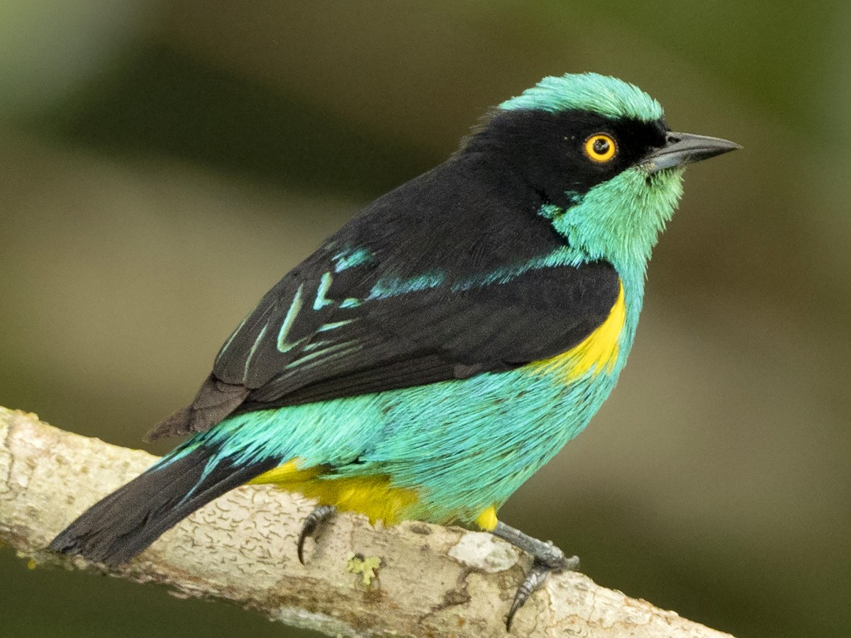 Yellow-tufted Dacnis - Andres Vasquez Noboa