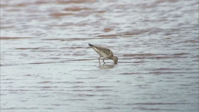 Pectoral Sandpiper - ML262778581