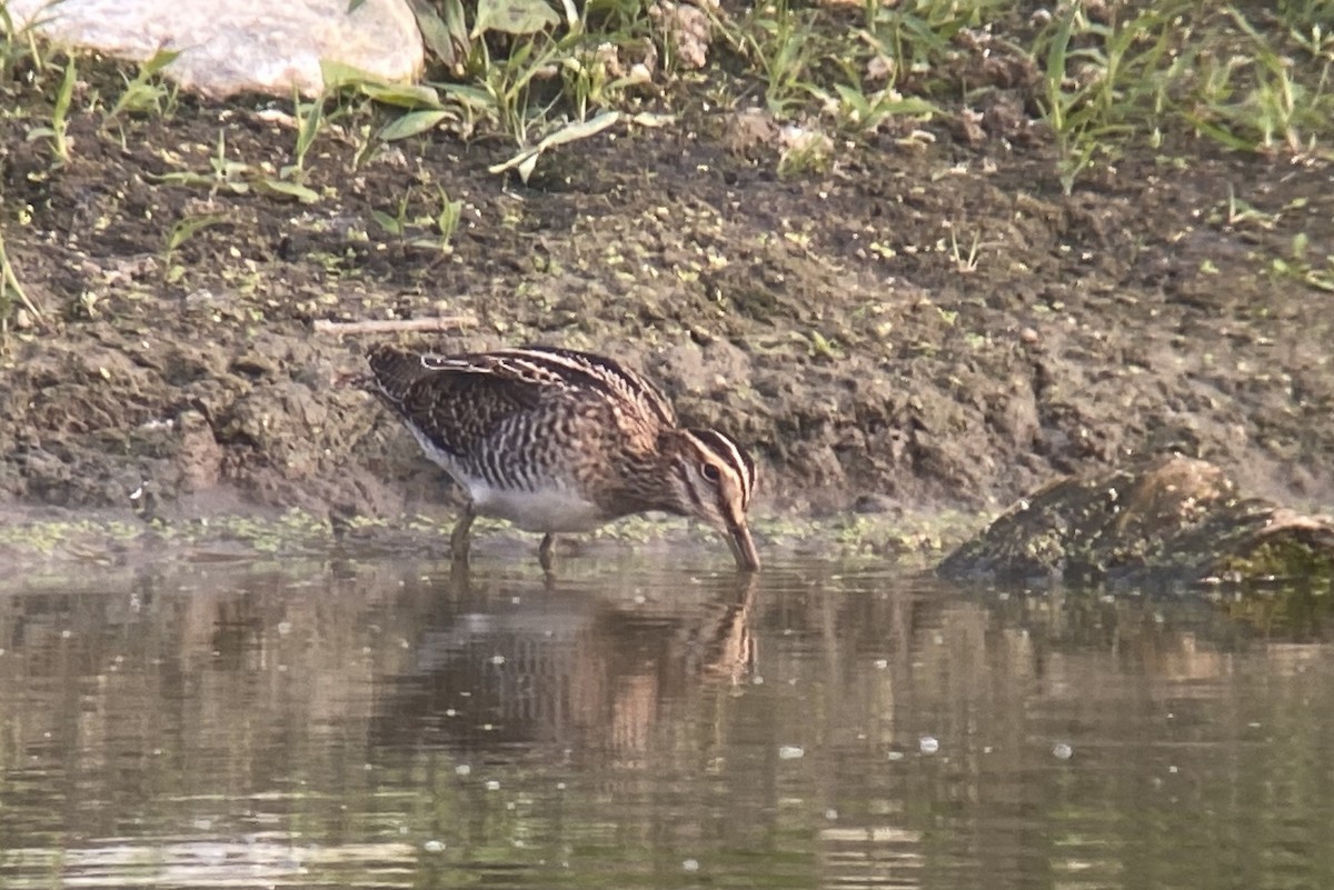 Wilson's Snipe - Nathan Dubrow